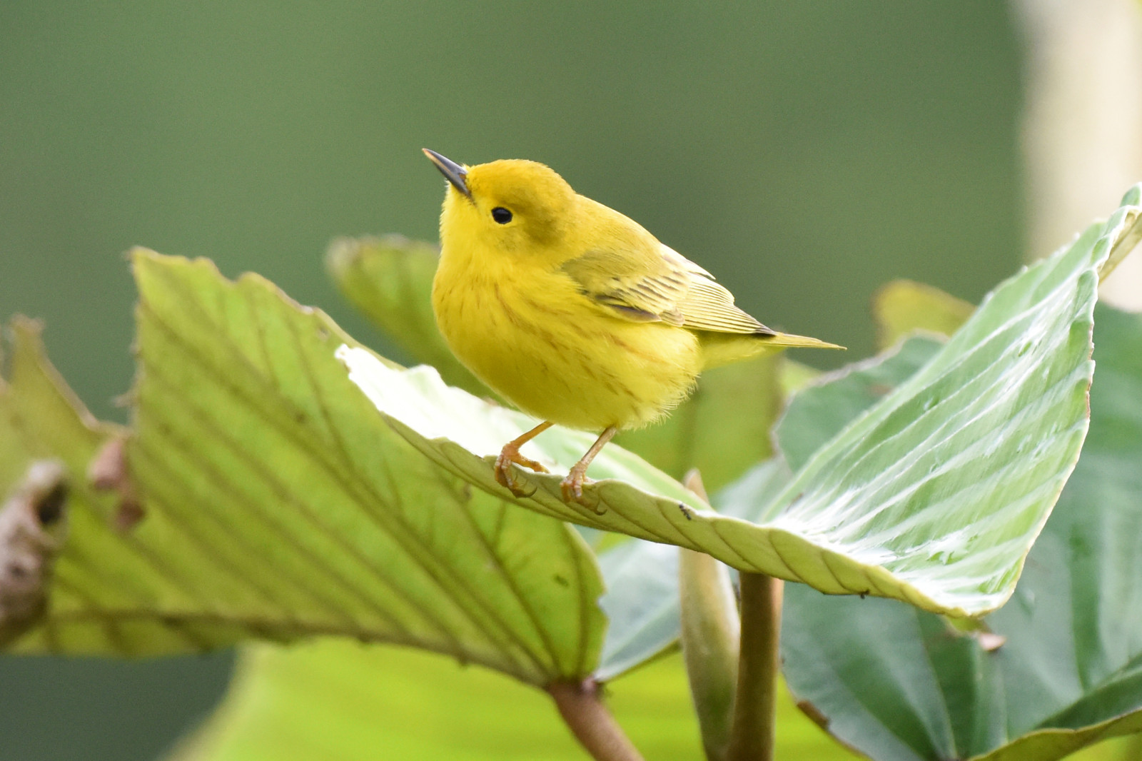 image Yellow Warbler
